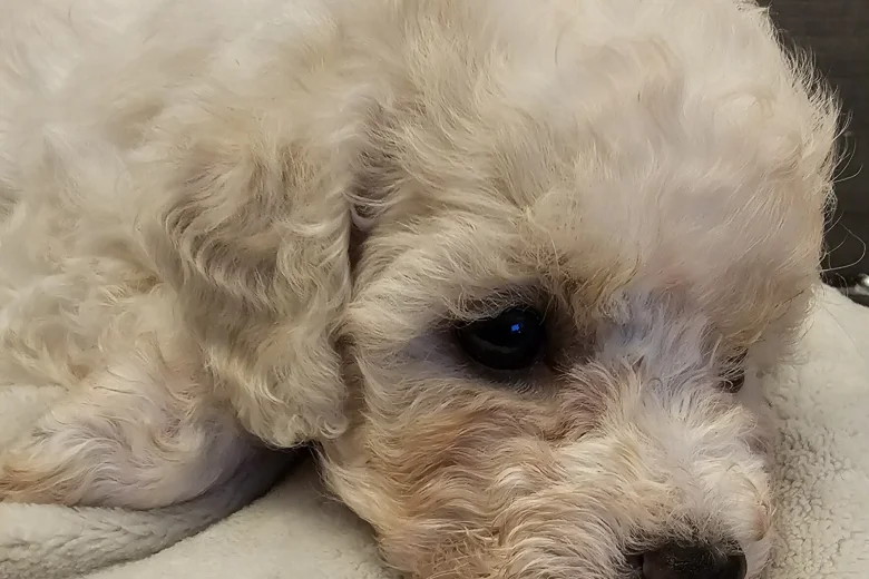 Cavapoo