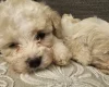 Cavapoo