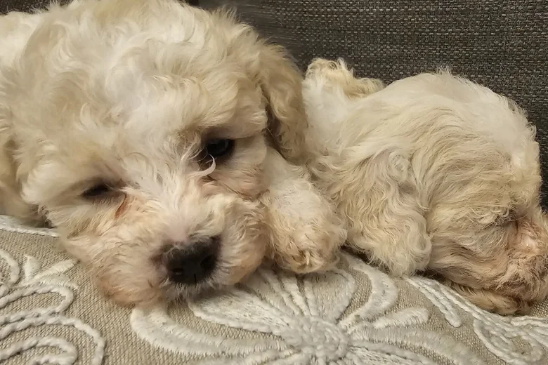 Cavapoo