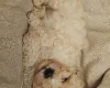 Cavapoo
