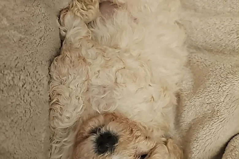 Cavapoo