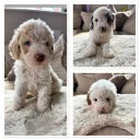 Cavapoo