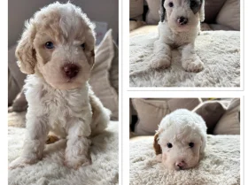 Cavapoo