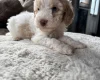 Cavapoo