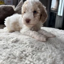 Cavapoo