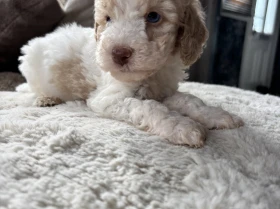 Cavapoo