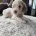 Cavapoo
