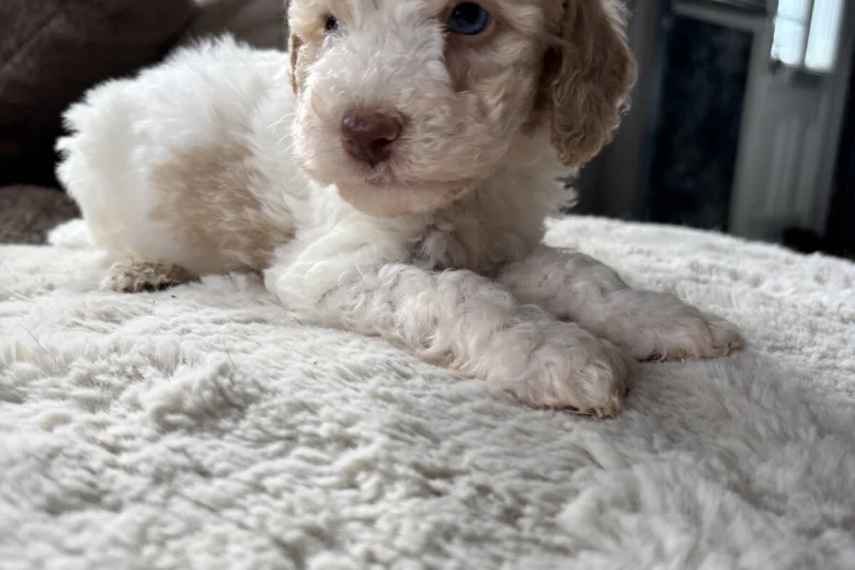 Cavapoo