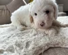 Cavapoo
