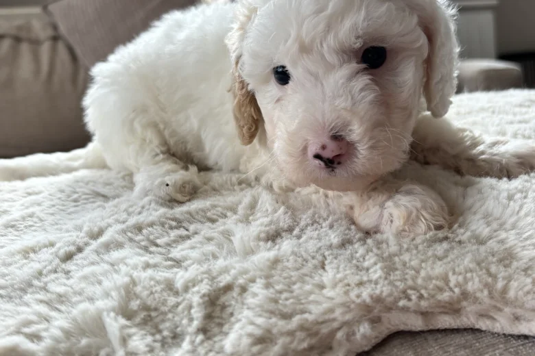 Cavapoo