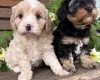 Cavapoo