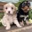 Cavapoo
