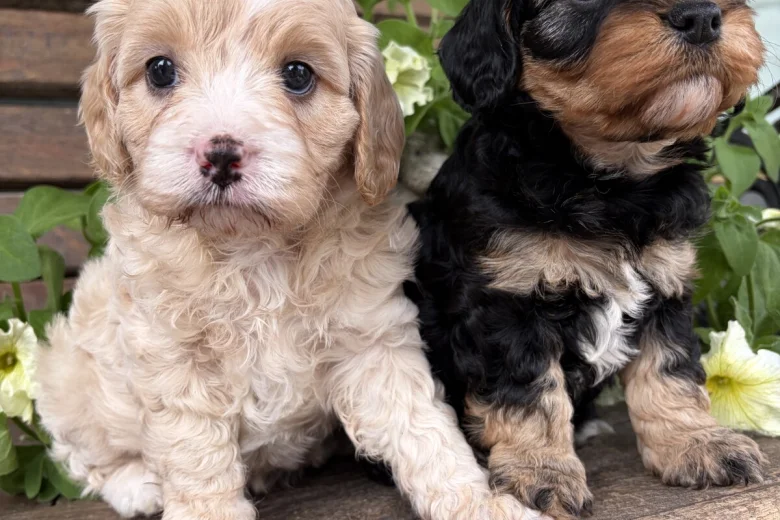 Cavapoo