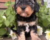 Cavapoo