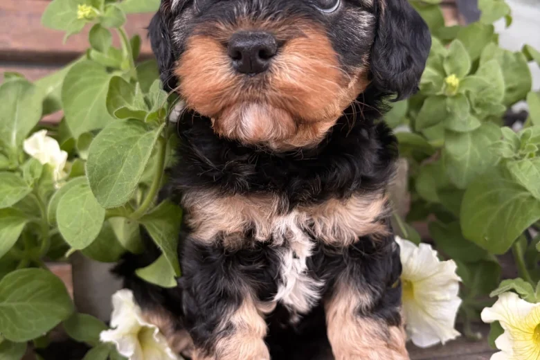 Cavapoo