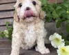 Cavapoo