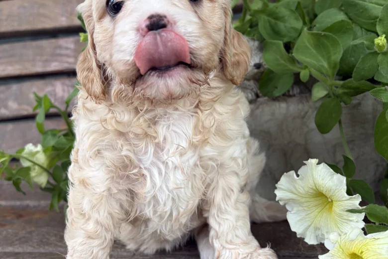 Cavapoo