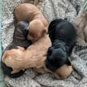 Cavapoo