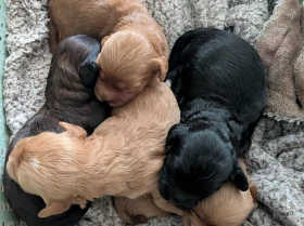 Cavapoo