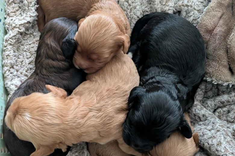 Cavapoo