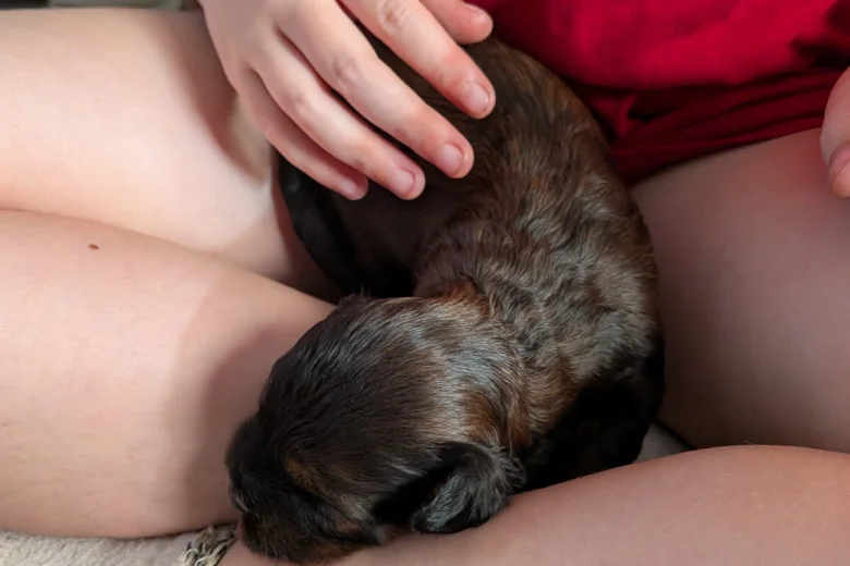 Cavapoo