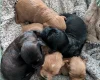 Cavapoo