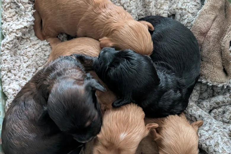 Cavapoo