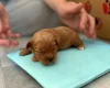 Cavapoo