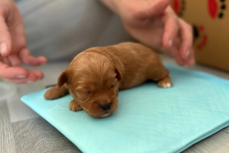 Cavapoo