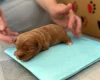 Cavapoo