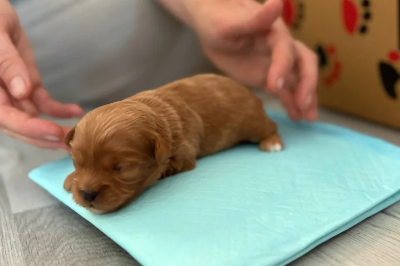 Cavapoo