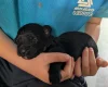Cavapoo