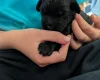 Cavapoo