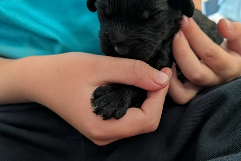 Cavapoo