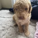 Cavapoo