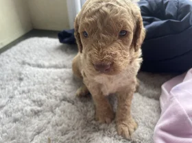 Cavapoo