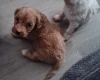 Cavapoo