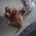 Cavapoo