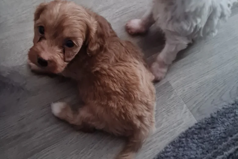 Cavapoo