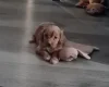 Cavapoo