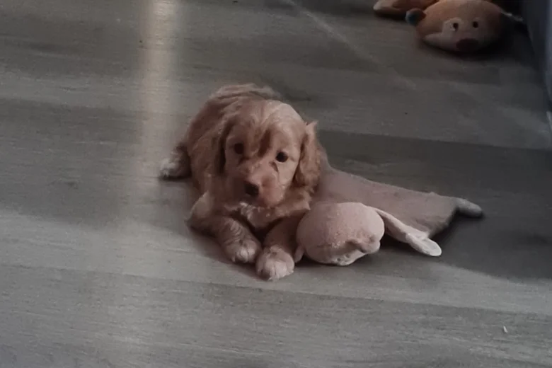 Cavapoo