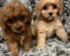 Cavapoo