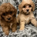 Cavapoo