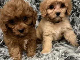 Cavapoo