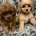 Cavapoo