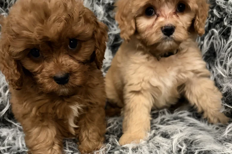 Cavapoo