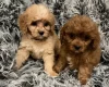 Cavapoo