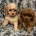 Cavapoo