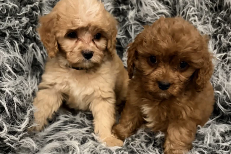 Cavapoo