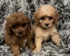 Cavapoo